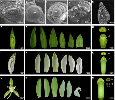 Organ-Specific Gene Expression Reveals the Role of the Cymbidium ensifolium-miR396/Growth-Regulating Factors Module in Flower Development of the Orchid Plant Cymbidium ensifolium